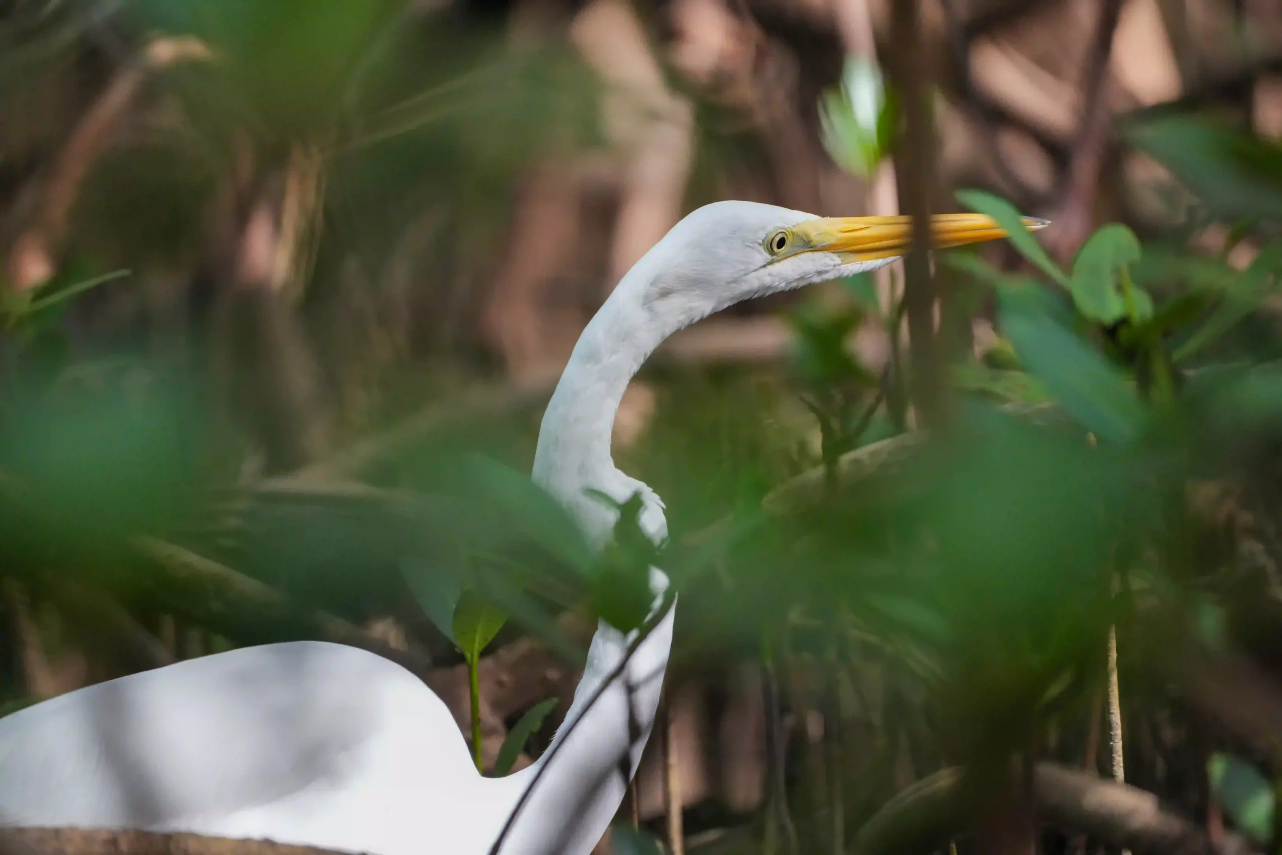Wildlife spotted along the Sarasota mangrove tunnels