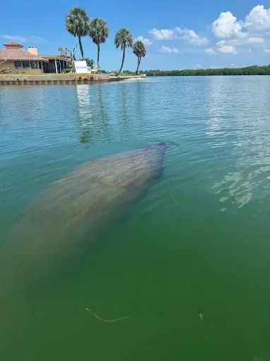 Kayakers exploring mangrove tunnels in Sarasota