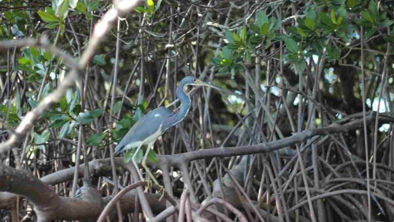 A blue heron perched among the tangled branches and roots of a red mangrove tree canopy during a Sarasota Bay wildlife kayak tour.