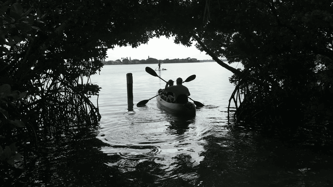 Two paddlers wearing hats and sun-protective clothing in a tandem kayak exiting a shaded mangrove tunnel onto Sarasota Bay.